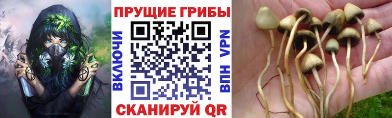 Псилоцибиновые грибы GOLDEN TEACHER  где продают наркотики  kraken зеркало  Семёнов 